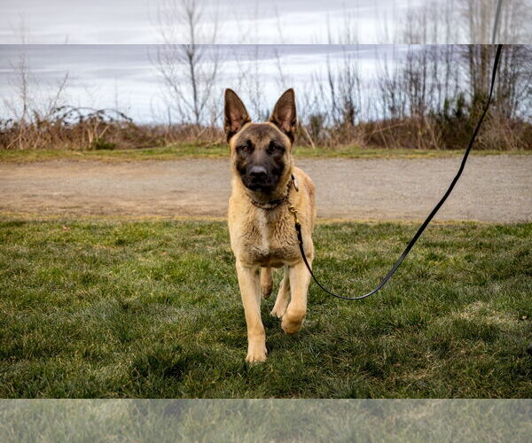 Medium Photo #1 German Shepherd Dog-Unknown Mix Puppy For Sale in Seattle, WA, USA