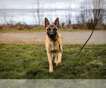 Small German Shepherd Dog Mix