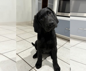 Labrador Retriever Puppy for sale in GLOUCESTER, VA, USA