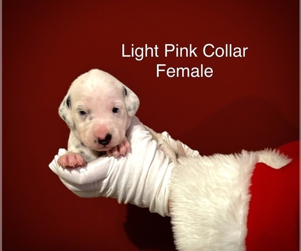 Medium Photo #5 Dalmatian Puppy For Sale in PHOENIX, AZ, USA