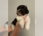 Small Photo #21 Havanese Puppy For Sale in ATHENS, GA, USA