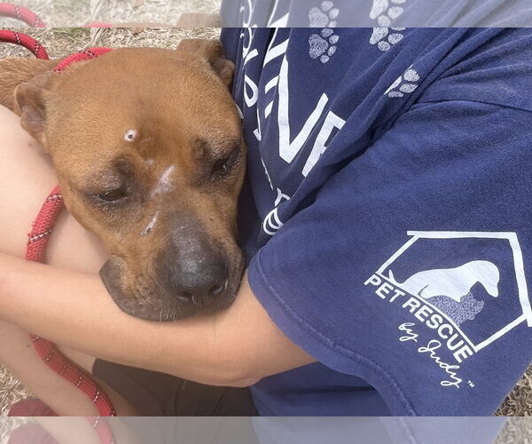 Medium Photo #3 Black Mouth Cur-Unknown Mix Puppy For Sale in Sanford, FL, USA