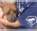 Small #2 Black Mouth Cur Mix