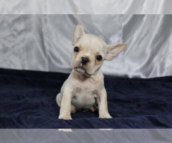 Medium Photo #1 French Bulldog Puppy For Sale in MARTINSVILLE, NJ, USA