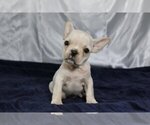 Small Photo #1 French Bulldog Puppy For Sale in MARTINSVILLE, NJ, USA