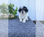 Puppy 6 Havachon