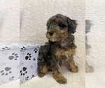 Small #3 Poodle (Miniature)