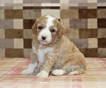 Small #1 Bernedoodle (Miniature)-Cavapoo (Miniature) Mix