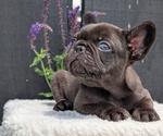 Small Photo #27 French Bulldog Puppy For Sale in GOSHEN, IN, USA