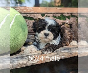 Zuchon Puppy for sale in CLARE, IL, USA