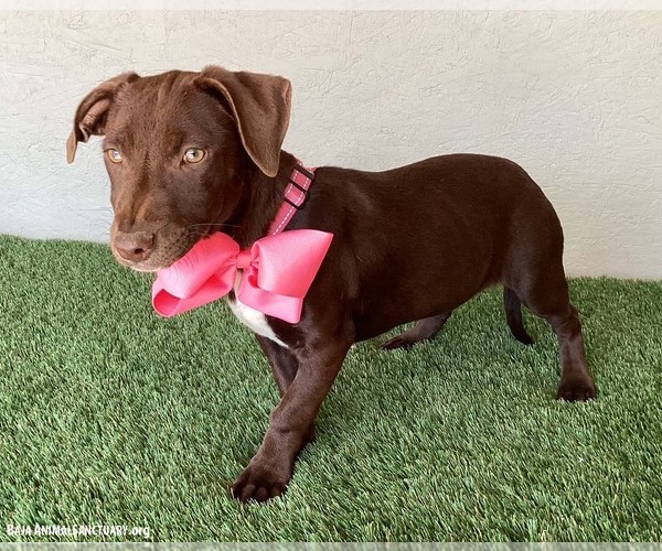 Medium Photo #5 American Pit Bull Terrier-Chocolate Labrador retriever Mix Puppy For Sale in San Diego, CA, USA