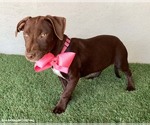 Small #4 American Pit Bull Terrier-Chocolate Labrador retriever Mix