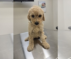 Labradoodle Puppy for sale in WILLIAMSTOWN, KY, USA