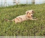 Small #5 Australian Shepherd