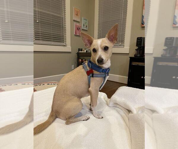 Medium Photo #2 Chihuahua Puppy For Sale in Lakewood, CO, USA