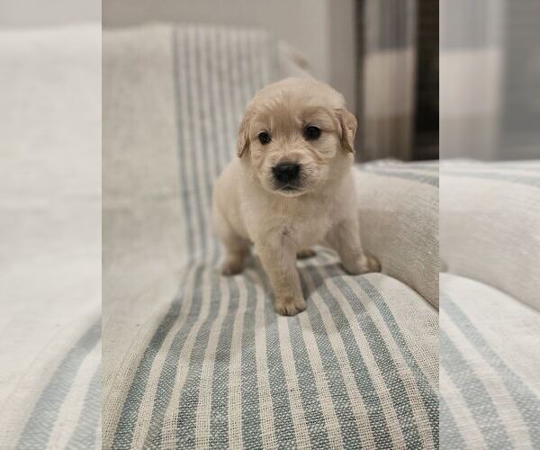 Medium Photo #8 Golden Retriever Puppy For Sale in SACRAMENTO, CA, USA
