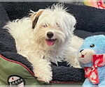 Small #9 Maltipoo