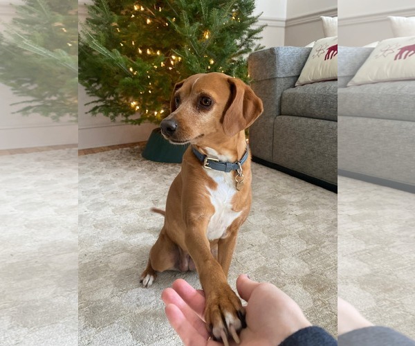 Medium Photo #5 Italian Greyhound-Unknown Mix Puppy For Sale in Uwchlan, PA, USA