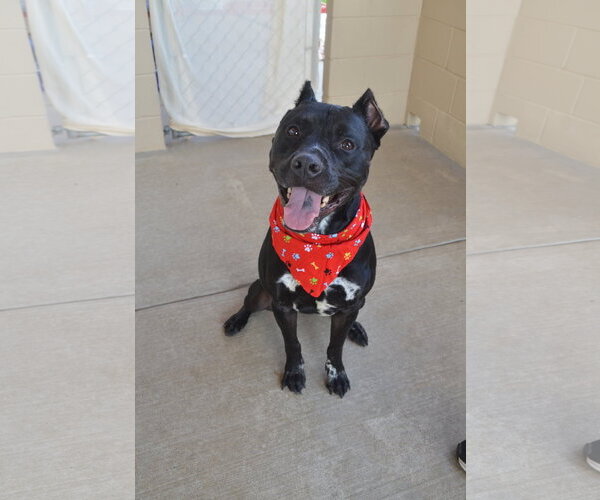 Medium Photo #3 Mutt Puppy For Sale in McKinney, TX, USA