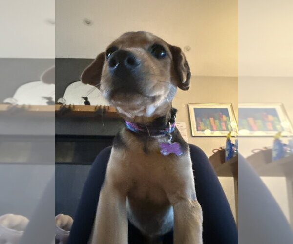 Medium Photo #7 Mutt Puppy For Sale in Brooklyn, NY, USA