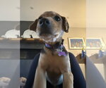 Small Photo #7 Mutt Puppy For Sale in Brooklyn, NY, USA