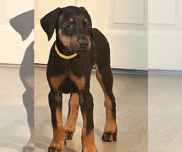 Medium Photo #1 Doberman Pinscher Puppy For Sale in CHEPACHET, RI, USA
