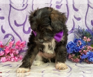 F2 Aussiedoodle Puppy for sale in LANCASTER, PA, USA