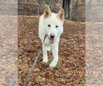 Small #1 Gerberian Shepsky