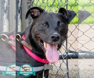 Labrador Retriever-Unknown Mix Dogs for adoption in Kennesaw, GA, USA