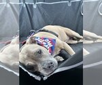 Small #3 Akita-American Pit Bull Terrier Mix