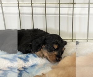 Dachshund Puppy for sale in WAKE FOREST, NC, USA