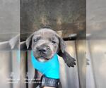 Small Labrador Retriever Mix