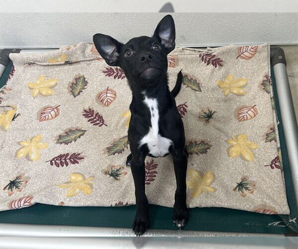 Medium Photo #1 Labrador Retriever-Unknown Mix Puppy For Sale in McKinleyville, CA, USA