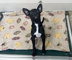 Labrador Retriever-Unknown Mix Dogs for adoption in McKinleyville, CA, USA