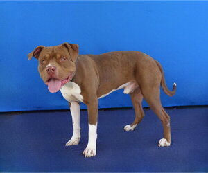 RESSE - Male Mutt Dog for Adoption - Photo #2