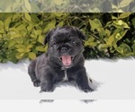 Small Photo #49 French Bulldog Puppy For Sale in DETROIT, MI, USA