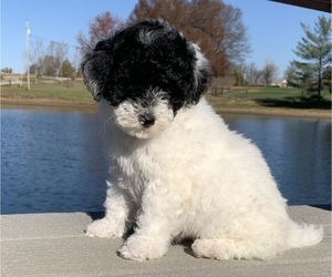 Poodle (Miniature) Puppy for sale in CAMPBELL HILL, IL, USA