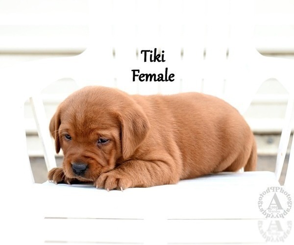 Medium Photo #4 Labrador Retriever Puppy For Sale in DAYTON, VA, USA