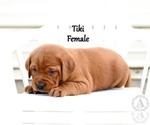 Small Photo #48 Labrador Retriever Puppy For Sale in DAYTON, VA, USA