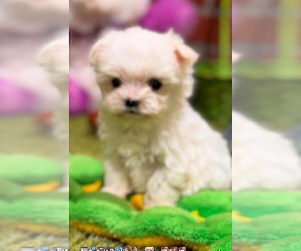 Medium Photo #2 Maltese Puppy For Sale in JACKSONVILLE, FL, USA