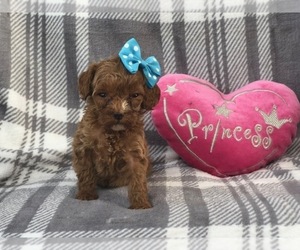 Cavapoo Puppy for sale in LAKELAND, FL, USA