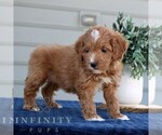 Small #1 Goldendoodle (Miniature)
