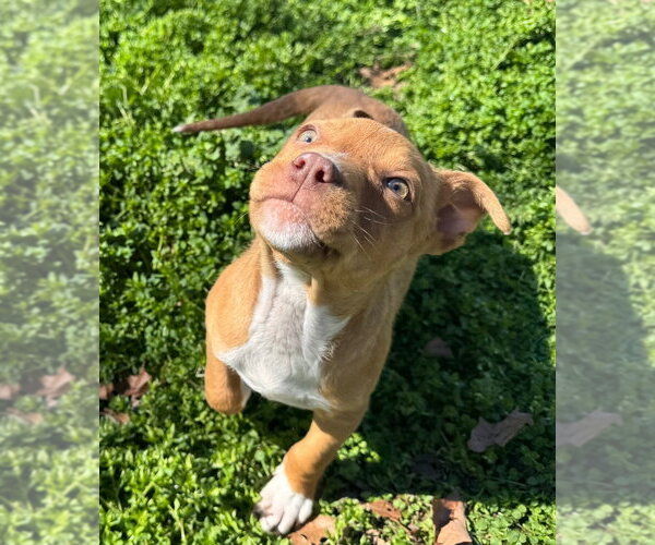 Medium Photo #1 Australian Shepherd-Unknown Mix Puppy For Sale in Claremore, OK, USA