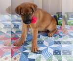 Small #1 Black Mouth Cur
