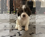 Puppy Red Oliver Lagotto Romagnolo