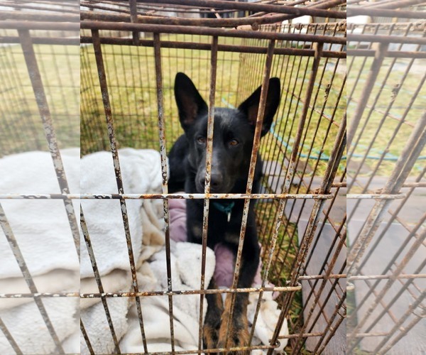 Medium Photo #4 German Shepherd Dog Puppy For Sale in Frenchburg, KY, USA