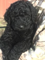 Labradoodle Puppy for sale in OLYMPIA, WA, USA