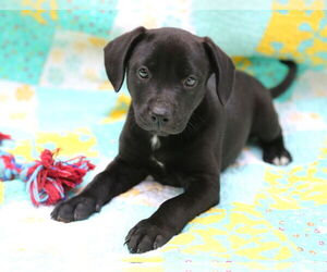 Mutt Dogs for adoption in Wakefield, RI, USA