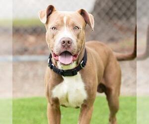 Mutt Dogs for adoption in Camarillo, CA, USA