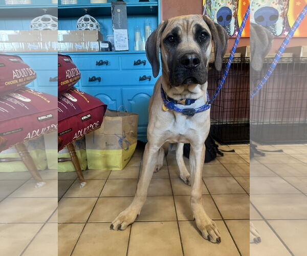 Medium Photo #6 Mutt Puppy For Sale in Goodyear, AZ, USA